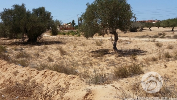 V 95 -                            Koupit
                           Terrain Djerba